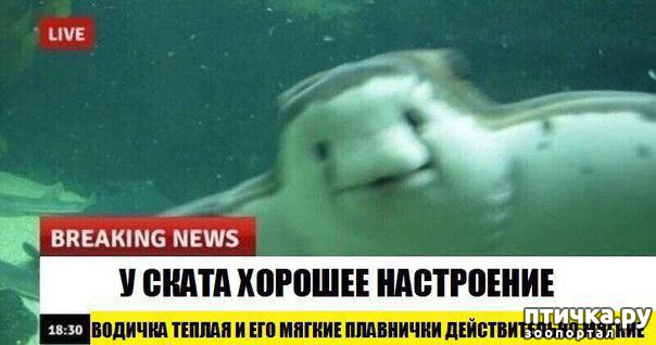 ���� 6: ������� ������� (������)