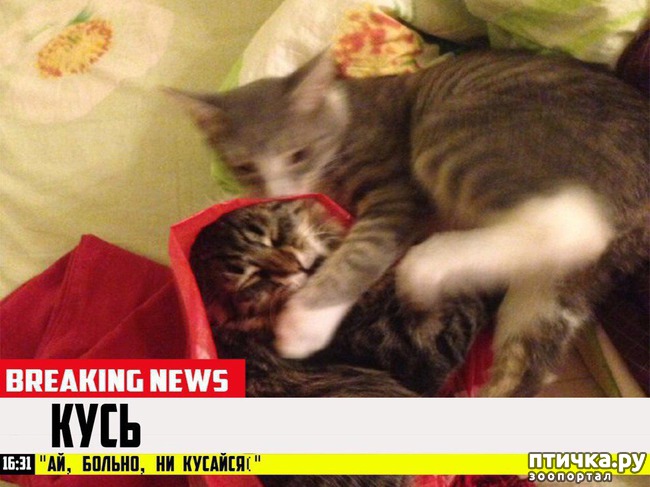 ���� 3: ������� ������� (������)