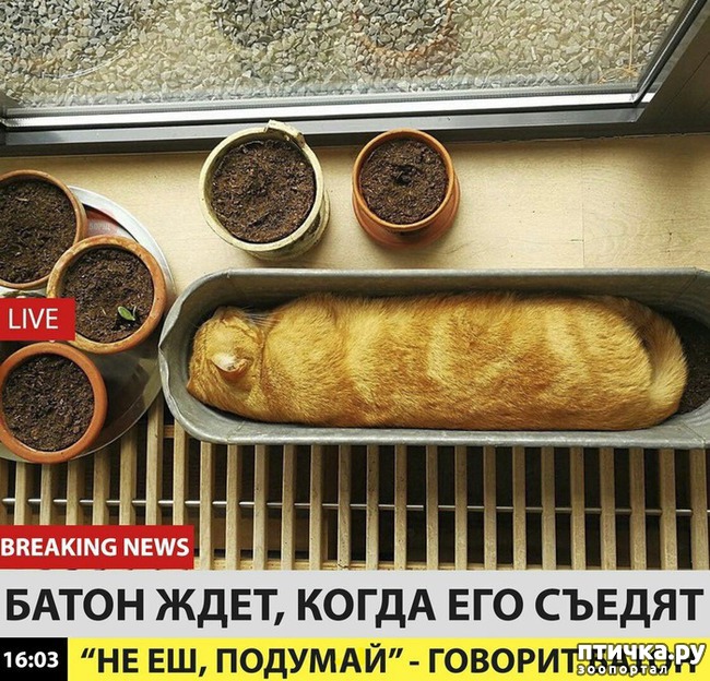 ���� 19: ������� ������� (������)