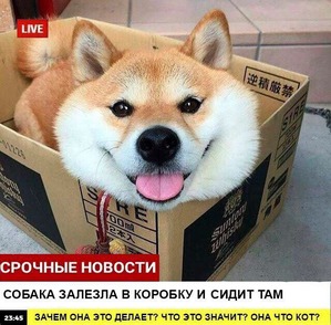 ����: ������� ������� (������)