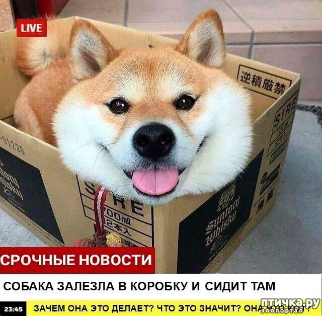 ���� 1: ������� ������� (������)