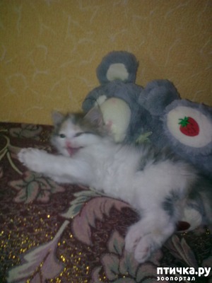 ����: ��� ������ - �����.