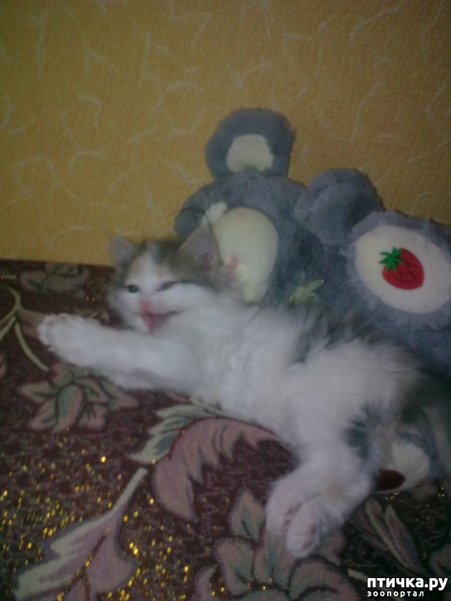 ���� 1: ��� ������ - �����.