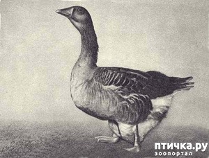 ����: ���������� ���� (�. �. �������) - �������