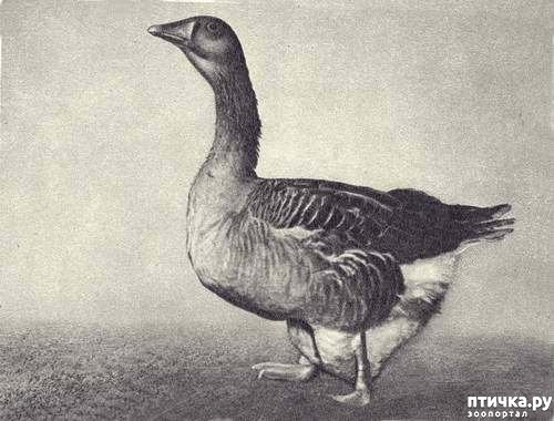 ���� 1: ���������� ���� (�. �. �������) - �������