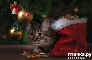 ����: ���������� ������� ��� ����))