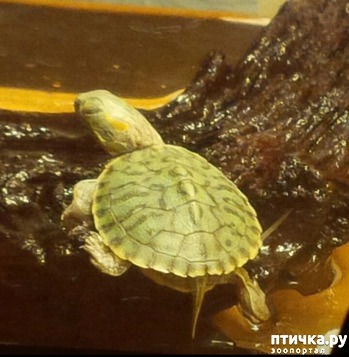 фото: Как мы завели черепаху