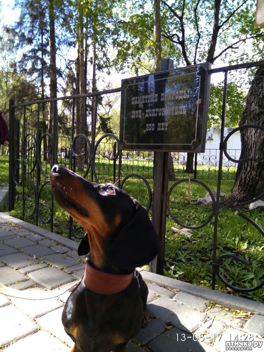 Клеопатра, такса