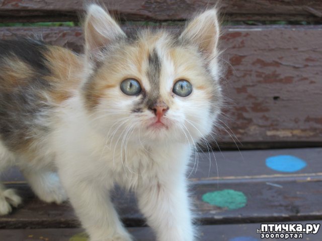 фотография 1: Стихи о кошках фото 1: Стихи о кошках