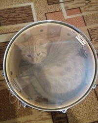 Енот, кот , беспородный