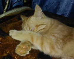 Локи. Порода Экзот(экзотическая кошка)