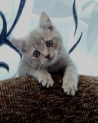 Кекс