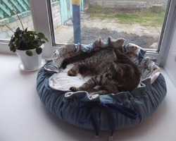 Кот Маркиз. Любимое спальное место...