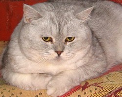 Дартик, британец серебристого окраса