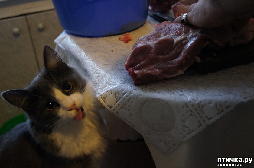 Кот Гарик: Фи, это ваше мясо!