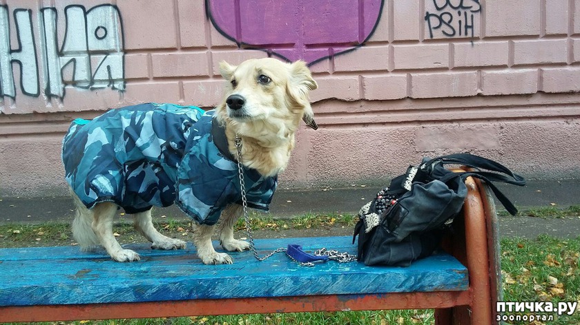 любимица семьи дворняга Бася.