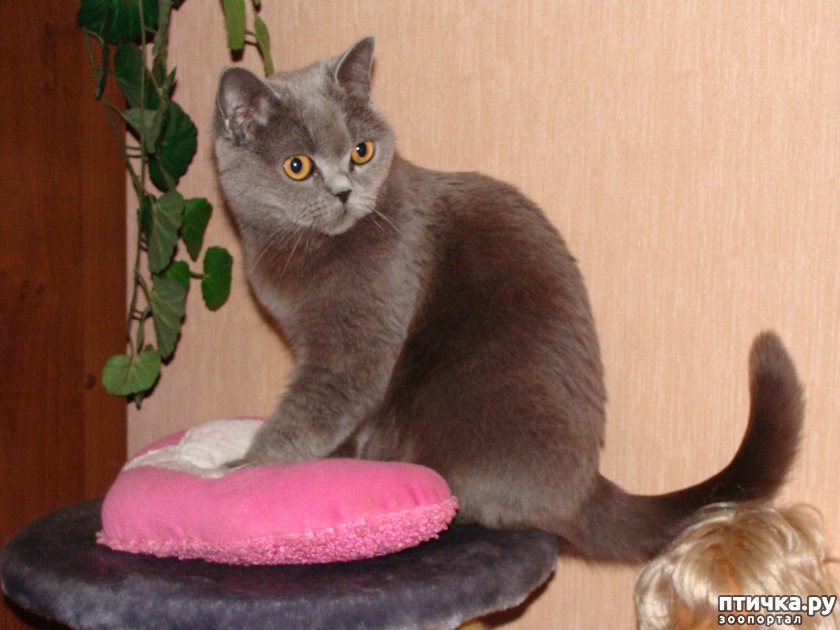 Эллия Шотландская прямоухая короткошерстная кошка