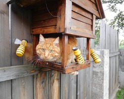 кот Рыжик