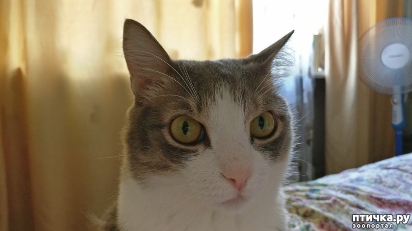 Шизуня,  кошка дворянин