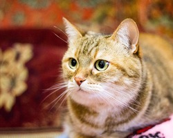 Кошка Рыся метис
