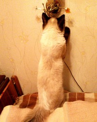 Как тут включается бра?