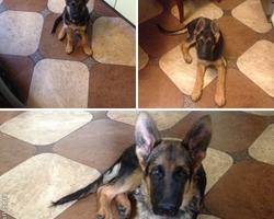 ВУЛКАН НЕМЕЦКАЯ ОВЧАРКА