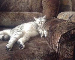 Алекс, скоттиш страйт