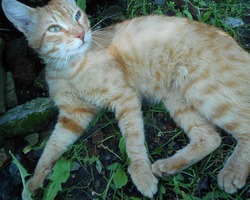 Кузя просто кот