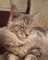 Мейн кун Арнольд