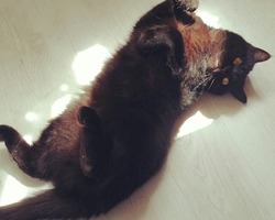 Мурррмуазель Плюша, шоколадный британец