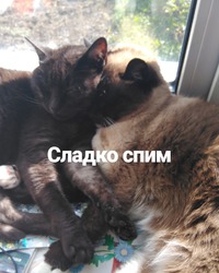 Луи и дымка