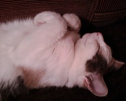 Сплю - мур, мур. Это Мурка, ей уже 14 лет!