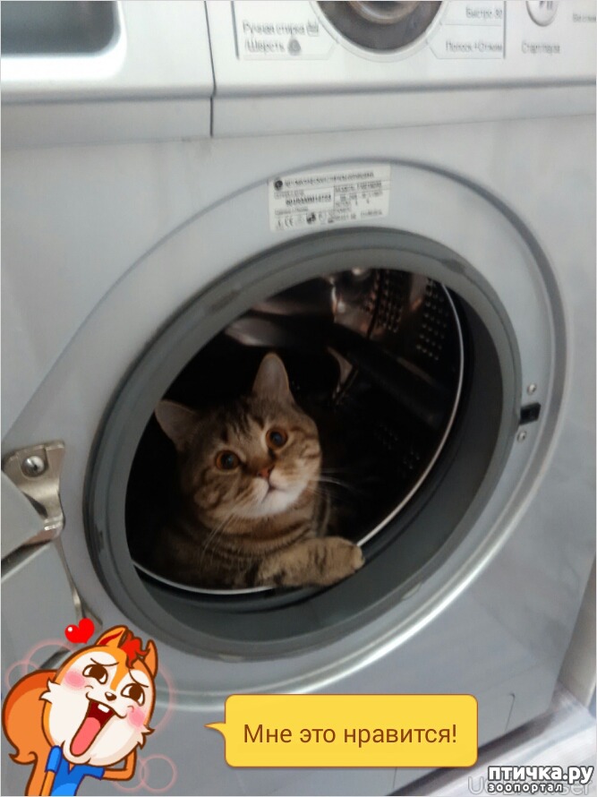 Симон. Шотландский короткошерстный
