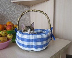 Кошка Мрыя, чистокровная дворянка)