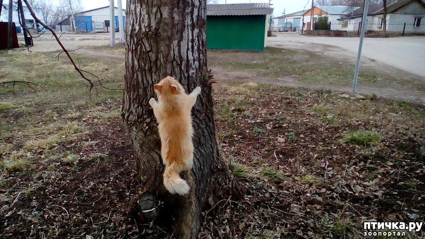 Чижик хочет познакомиьться с кошкой... а кошка на дереве