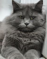 Баста