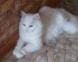 Кошка Соня , ангорская