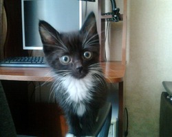 Кот Марс