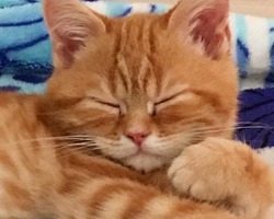 Шотланский кот Семен