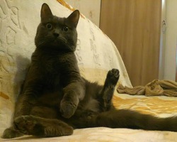 сЭр! Русский голубой котишка)