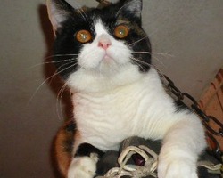 Нюша,скоттиш страйт