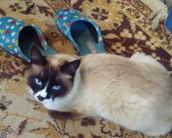 Сиамская кошка Юма