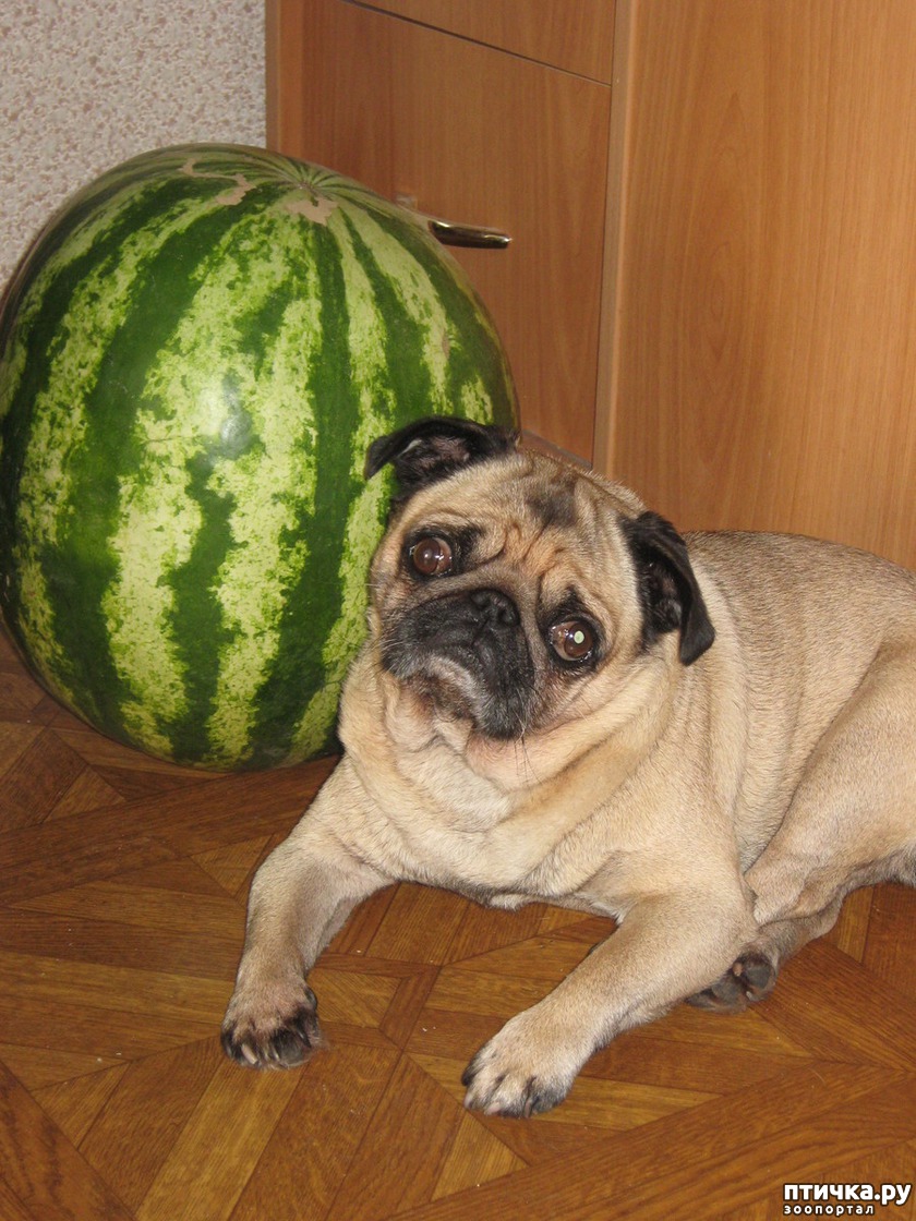 Бастьен мопс