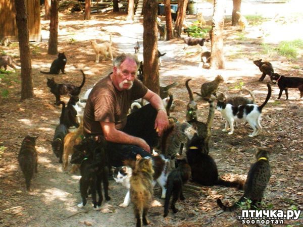 фотография 3: Деревня для бездомных кошек фото 3: Деревня для бездомных кошек