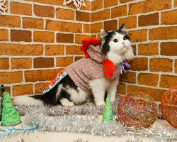 Фунтик(местный дворянин)