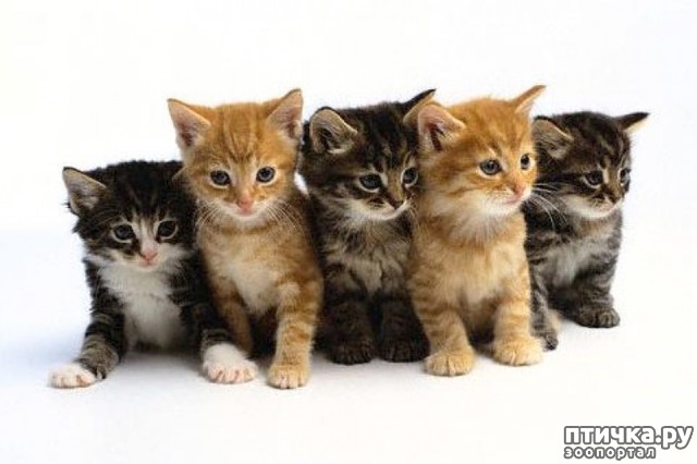В чем особенности породистых кошек? Чем они отличаются (или не отличаются)  от непородистых? — обсуждение в группе "Кошки" | Птичка.ру