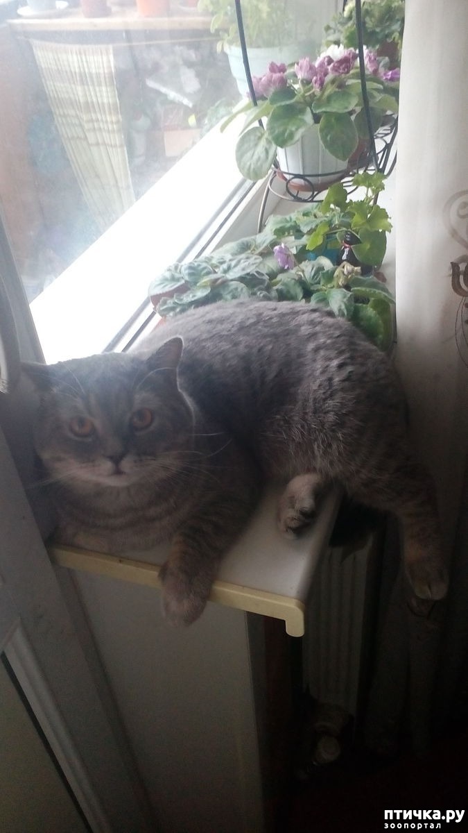 Томас