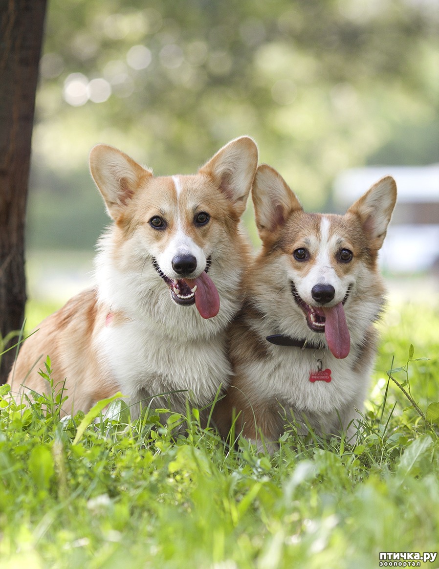 Корги пемброк. Вельш пемброк. Собака вельш корги пемброк. Вельш корги пастушья