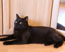 мой красавец Чарлик