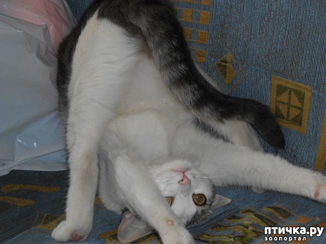 кошка Нюшка